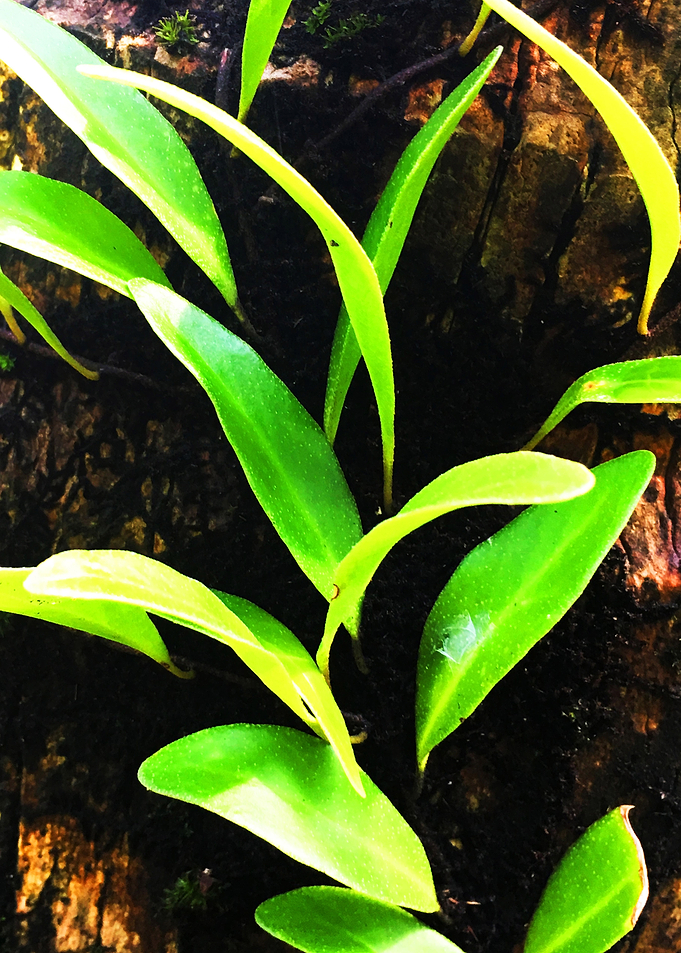 Plant Crawling in Tree