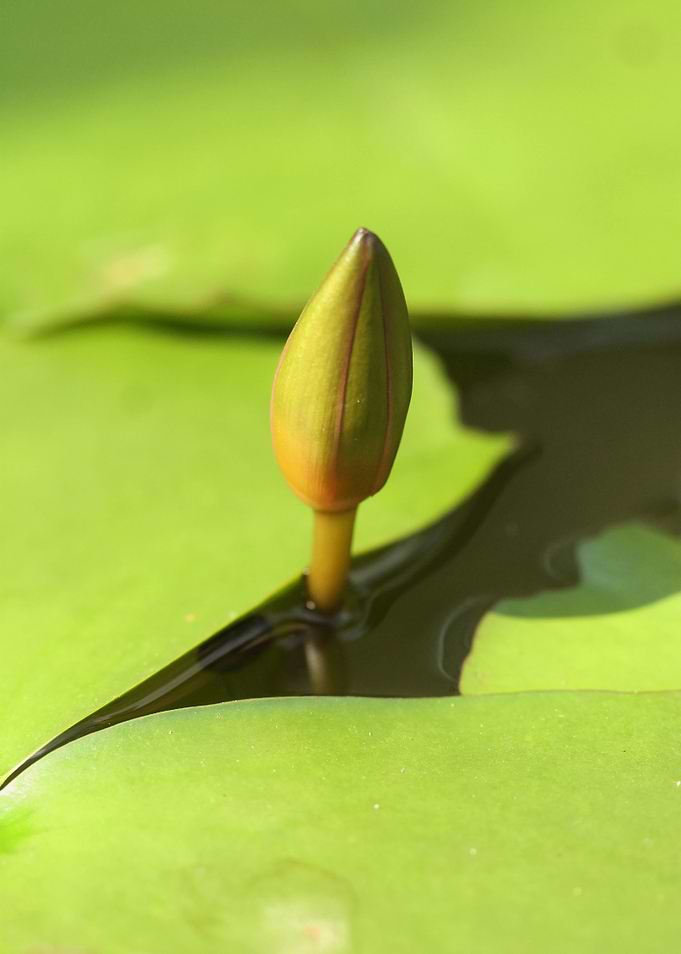 to be bloom