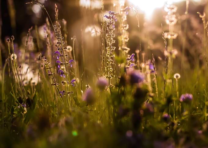 Sunlit