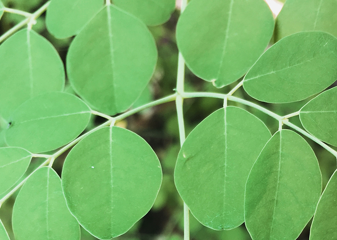 Round Leaves