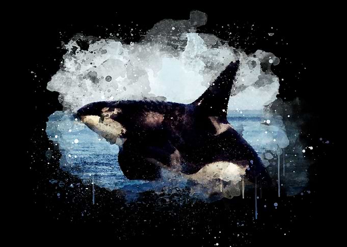 Watercolor Killer Whale