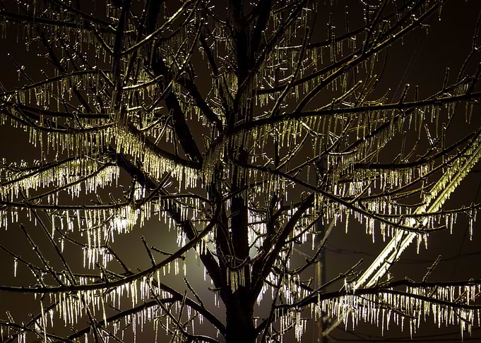 Tree Glass