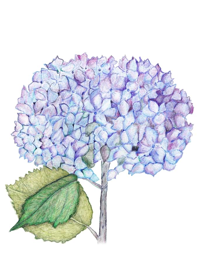 Hydrangea