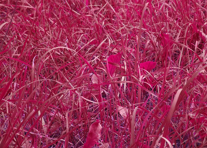 grass