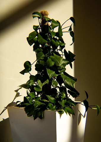 Plant