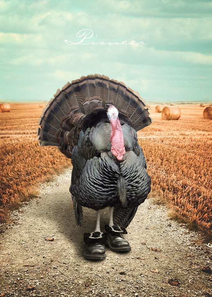 Turkey Pioneer