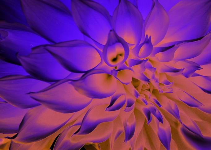 Cosmic Dahlia