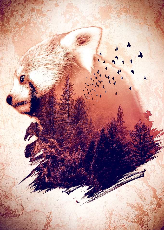 Eye of the Forest