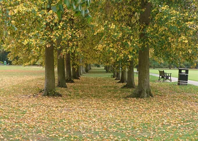 Autumn Trees