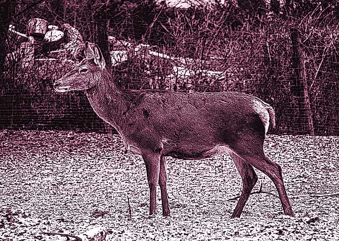 Deer