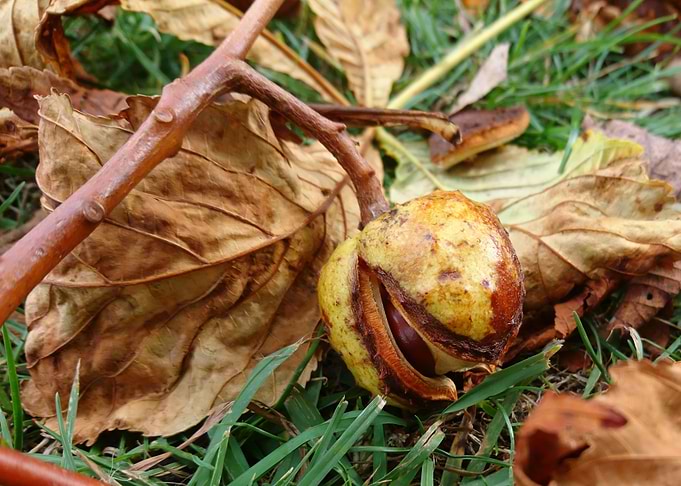 Fallen Seed