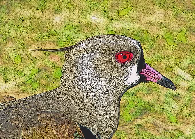 Red Eye Seagull