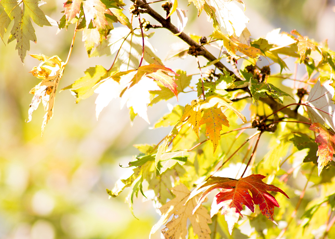 The Dawn of Fall