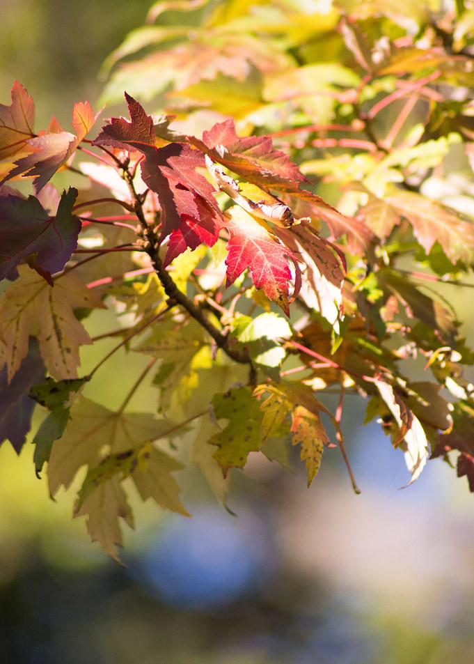 The Dawn of Autumn