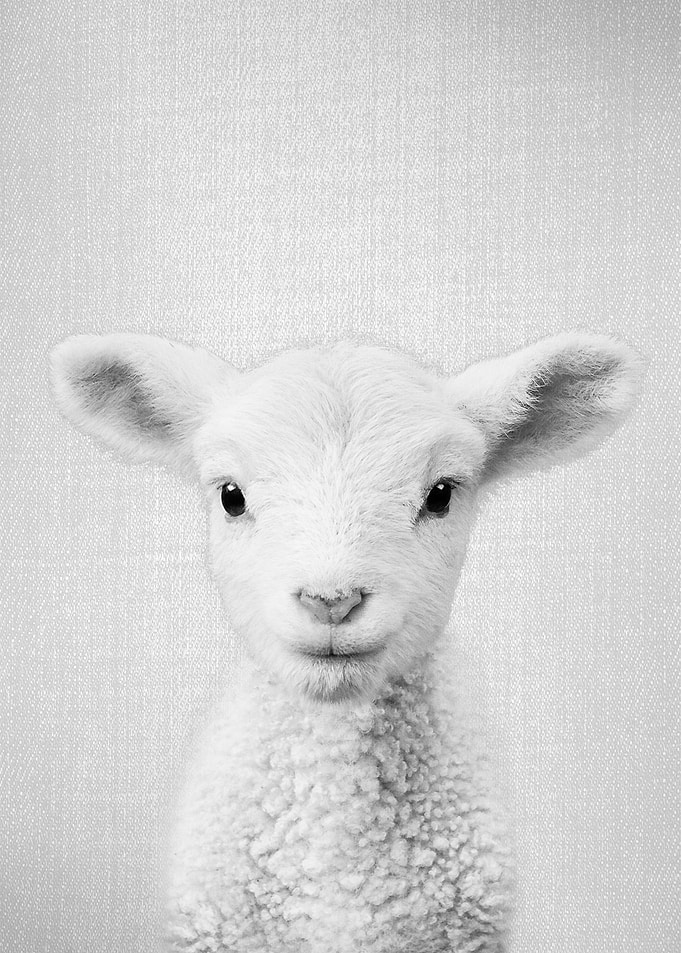 Lamb BW
