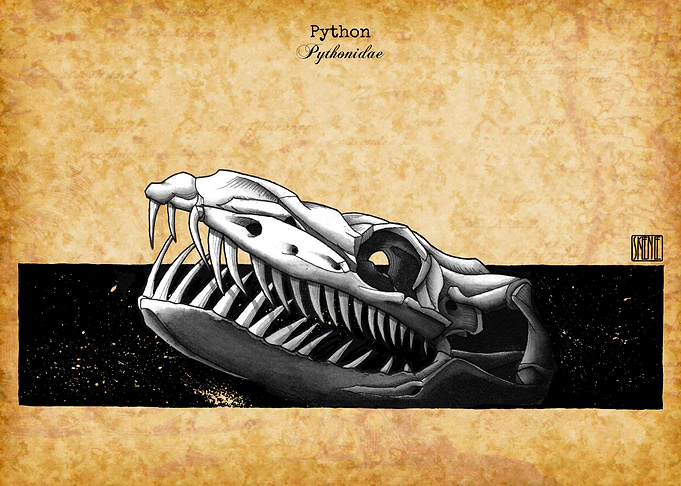 Python Skull