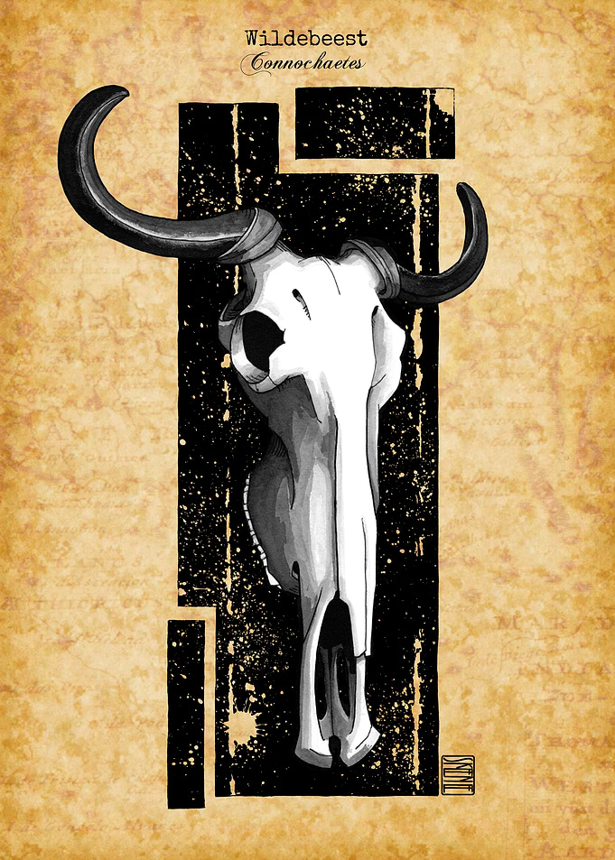 Wildebeest Skull