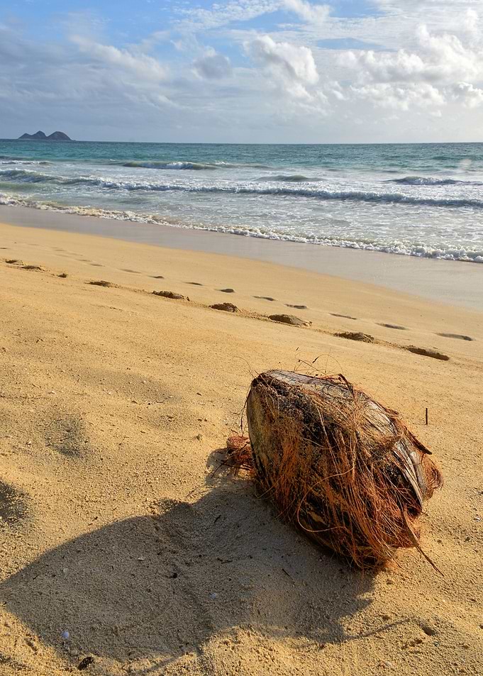 Coconut Beach