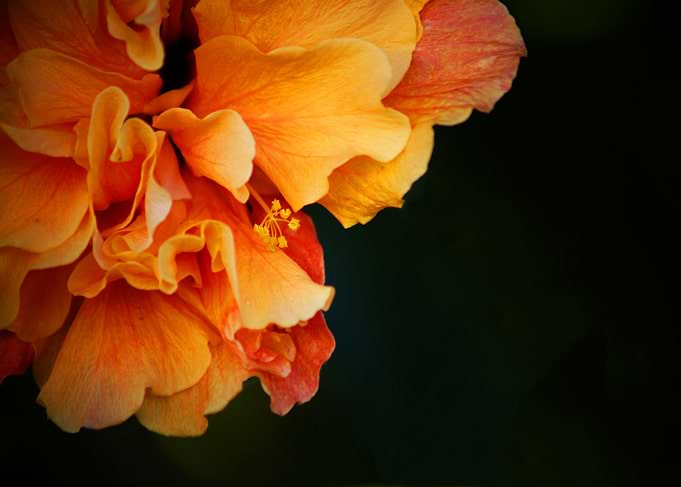 Peach Ruffle Hibiscus