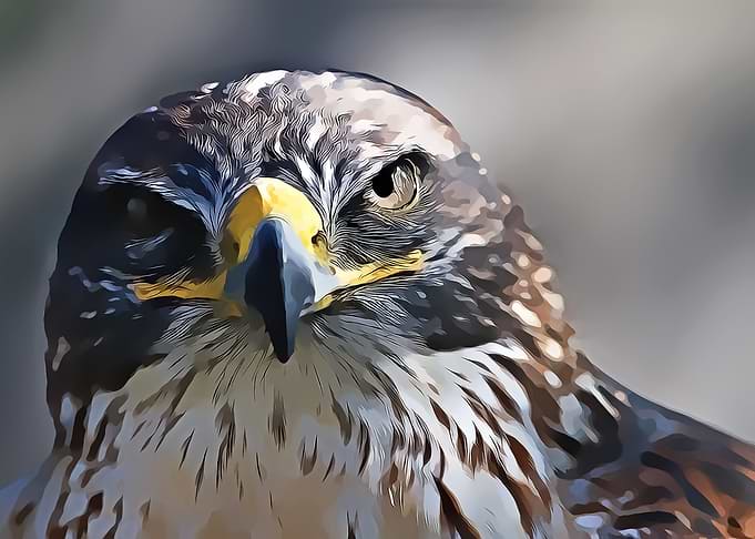eagle