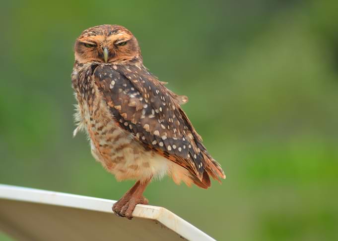 Athene cunicularia