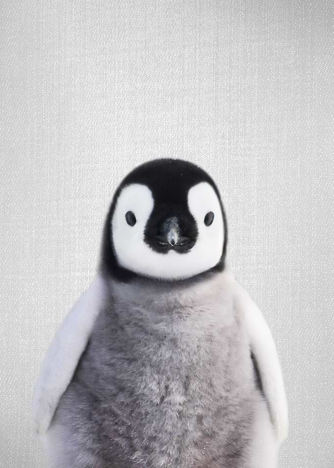 Baby Penguin Colorful
