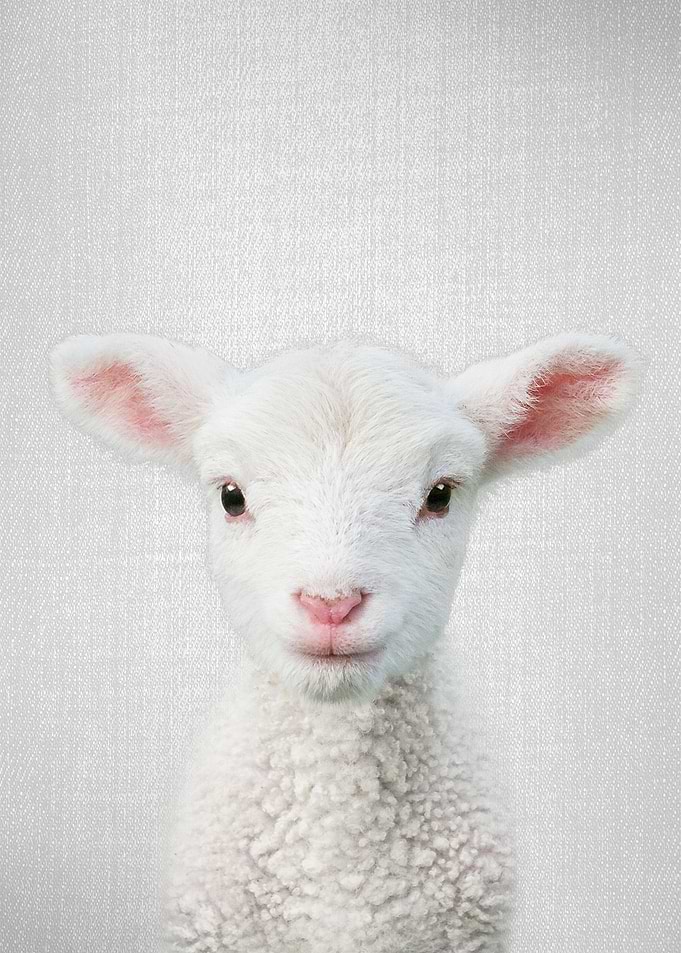 Lamb Colorful