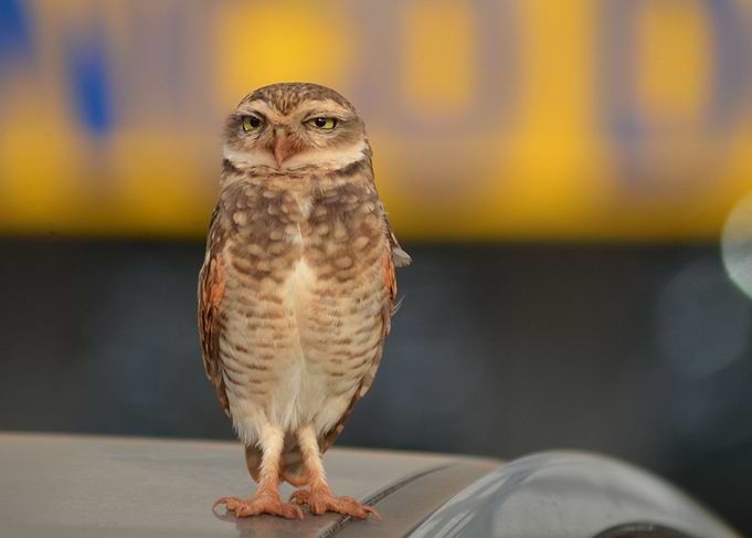 Athene Cunicularia