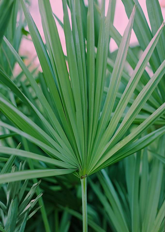 Paradise Plant