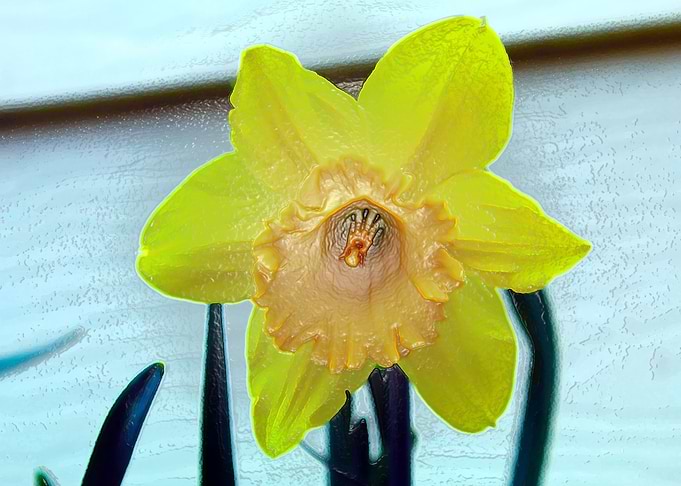 Daffodil