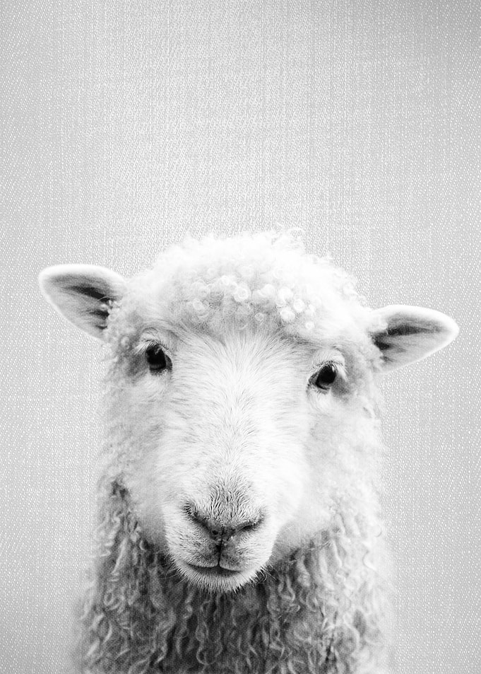 Sheep BW
