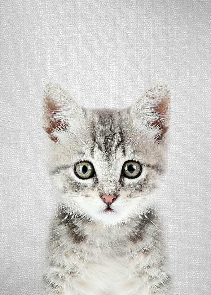 Kitten Colorful
