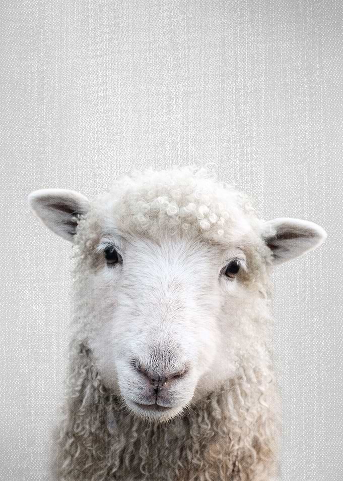 Sheep Colorful