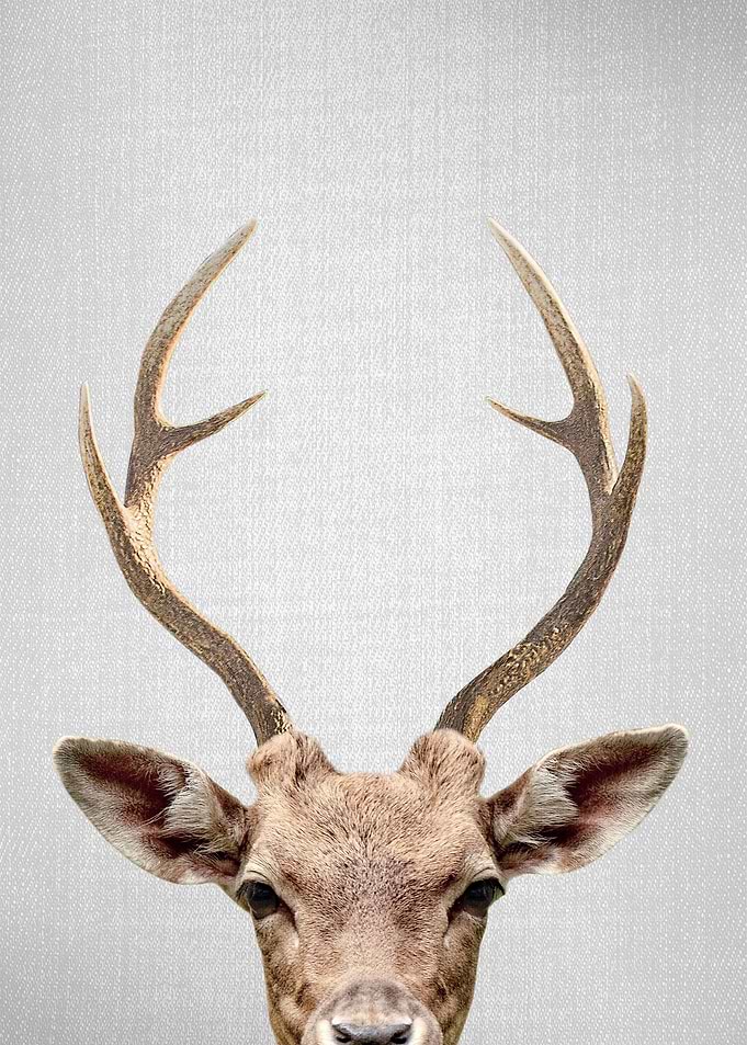 Deer Colorful