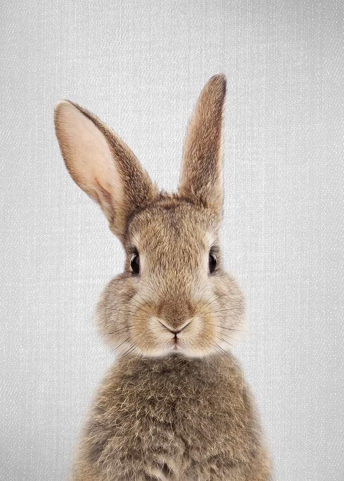 Rabbit Colorful