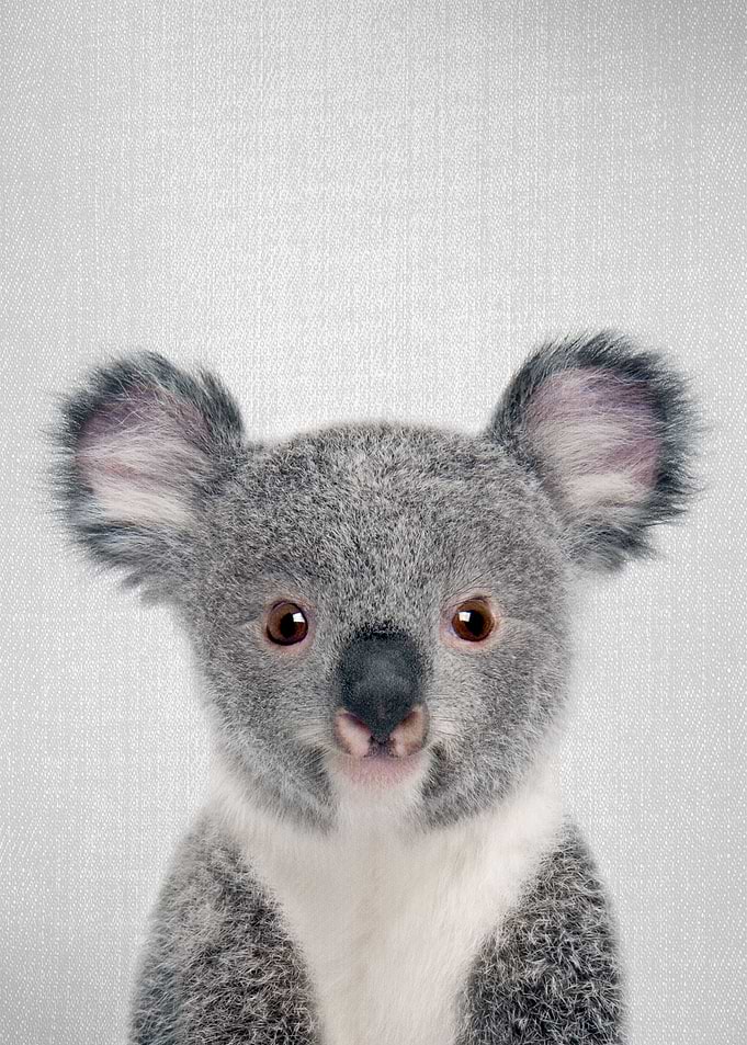 Baby Koala Colorful