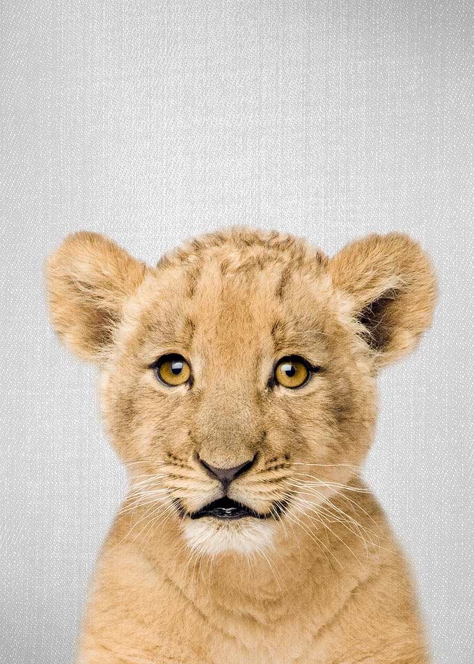 Baby Lion Colorful