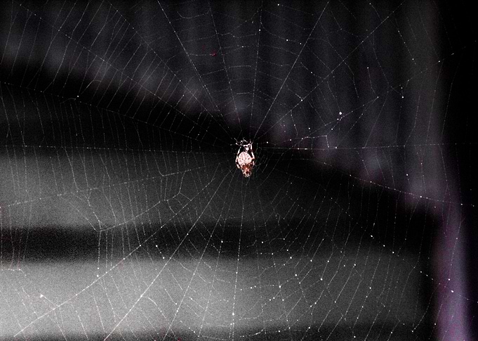 Spider