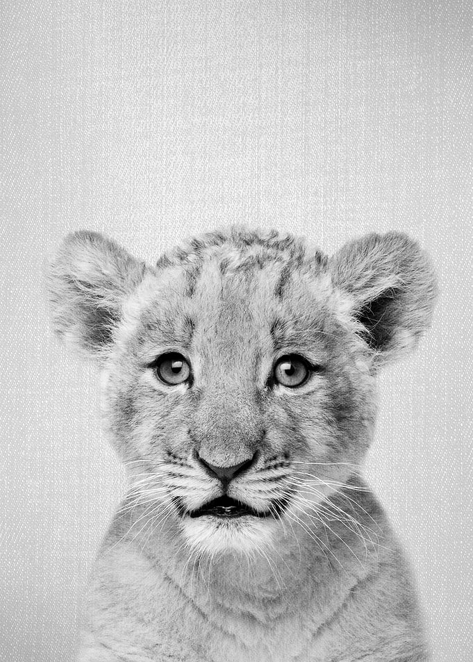 Baby Lion BW