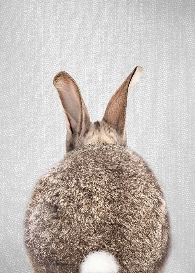Rabbit Tail Colorful