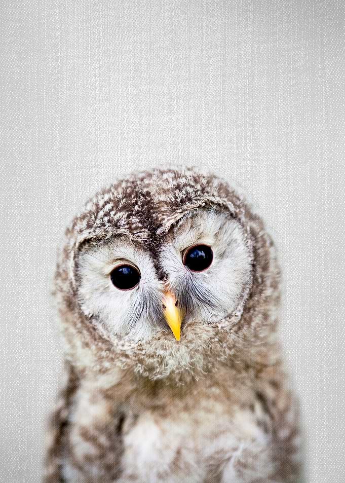 Baby Owl Colorful