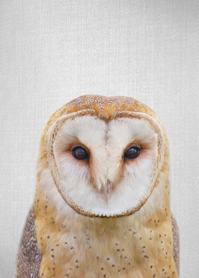 Owl Colorful