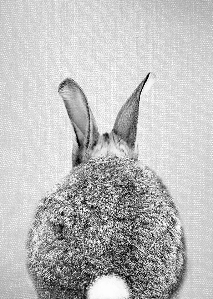 Rabbit Tail BW