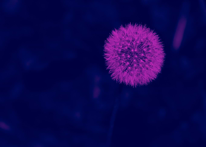 Dandelion