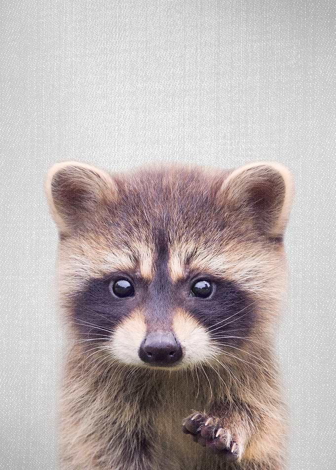 Raccoon Colorful