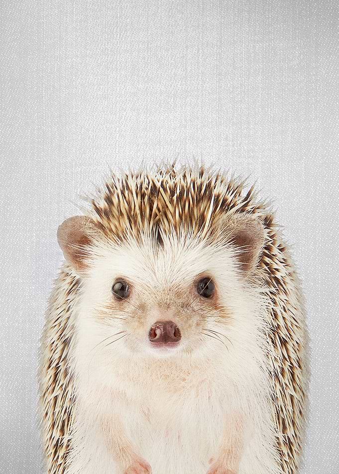 Hedgehog Colorful