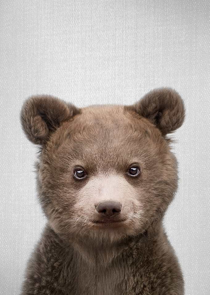 Baby Bear Colorful