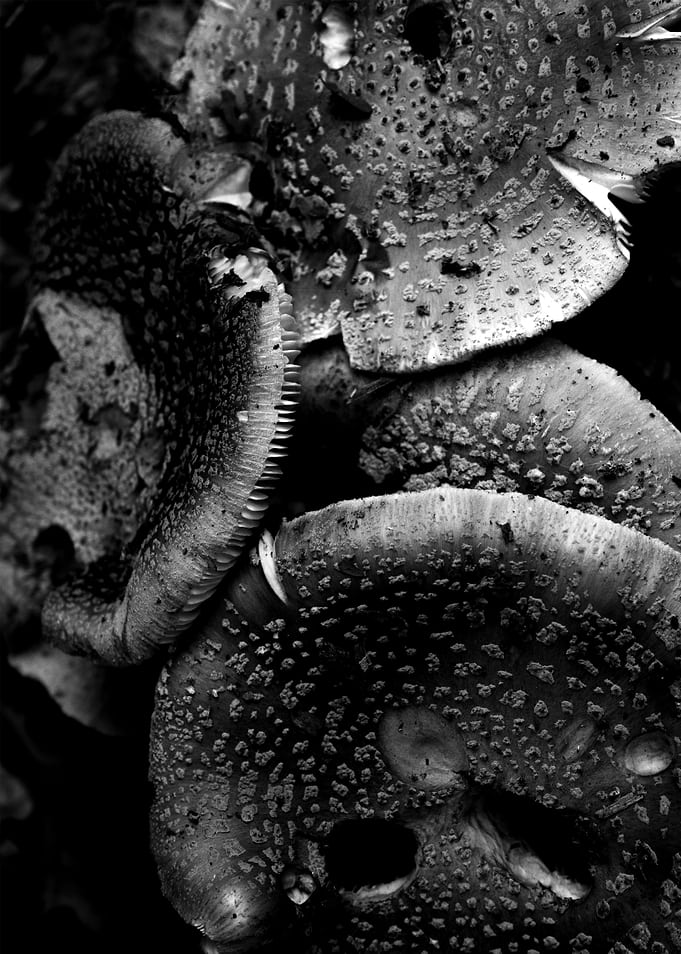 Wild Mushrooms