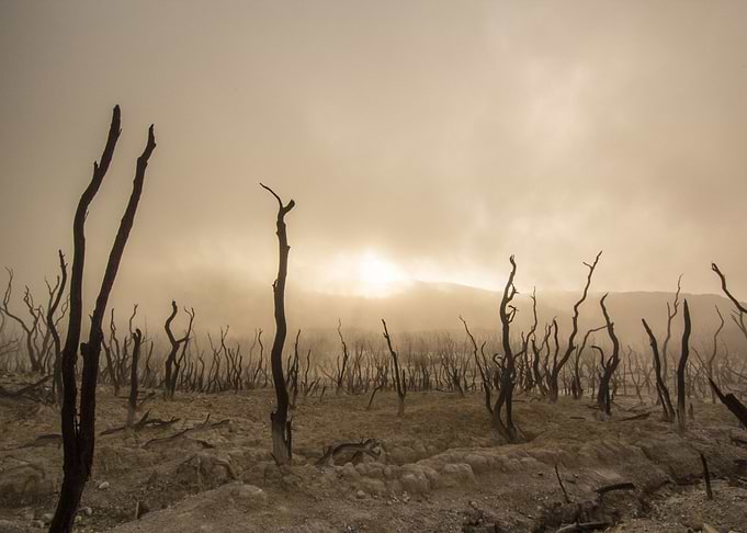 Dead Trees