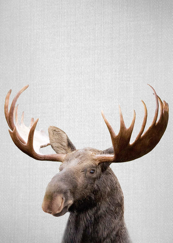 Moose Colorful